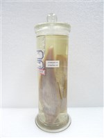 藏品(鬚鰨)的圖片